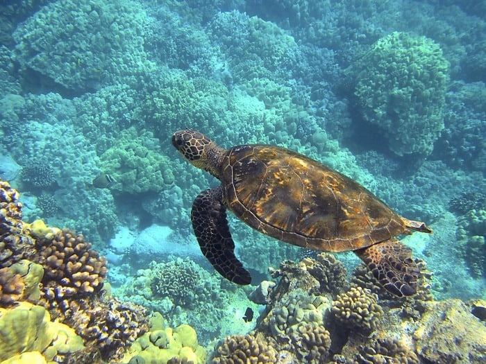 snorkeling visitors to hawaii can see local sea turtles swimming among the coral.