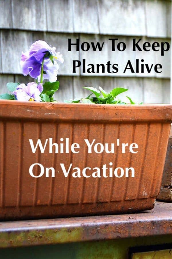 Keeping your plants and flowers alive while you're on vacation isn't as hard as you might think. It just takes a little prep. Follow our tips to come home to healthy blooms. #plants #garden #tips #vacation #homecare #diy #flowers #plantcare
