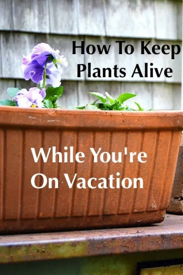 Essential Vacation Care For Plants Keeping your plants and flowers alive while you're on vacation isn't as hard as you might think. It just takes a little prep. Follow our tips to come home to healthy blooms. #plants #garden #tips #vacation #homecare #diy #flowers #plantcare