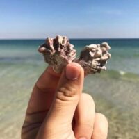 a person rubs two shells together on Gulf Shores Beach