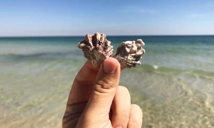 a person rubs two shells together on Gulf Shores Beach