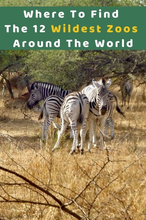 Use these 12 unique zoos, safari parks and animal rescue centers as inspiration for your next international vacation with kids. #kids #travel #ideas #inspiration #bestzoos #safariparks #rescuecenters #animalrescue #travel