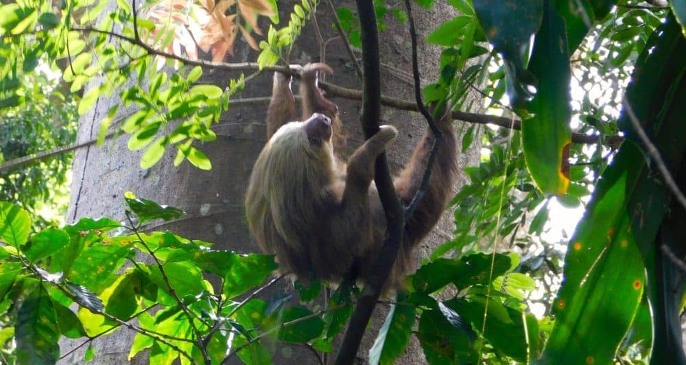 sloths are just one of many local critters you'll spot at zoo ave rescue center in costa rica