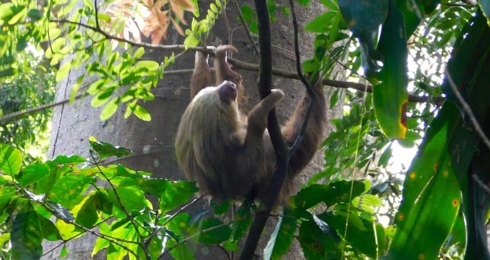 sloths are just one of many local critters you'll spot at zoo ave rescue center in costa rica