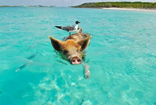 The Best Things To Do With Kids On 7 Caribbean Islands one of the swimming pigs on the exuma islands, bahamas.