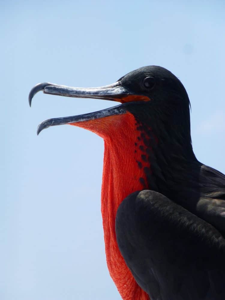 Frigate bird 891293 1920