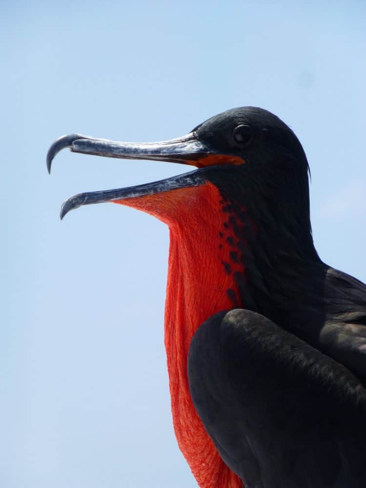 frigate bird 891293 1920