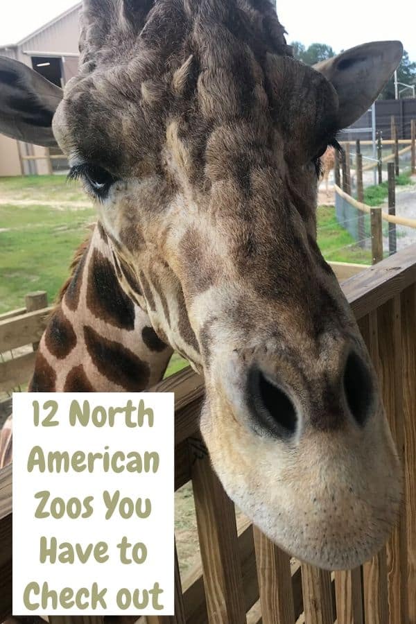 these 12 north american zoos are bucket-list worthy for their unique exhibits, rehabilitation efforts and fun attractions. #zoo #us #canada #bucketlist #vacation #inspiration 