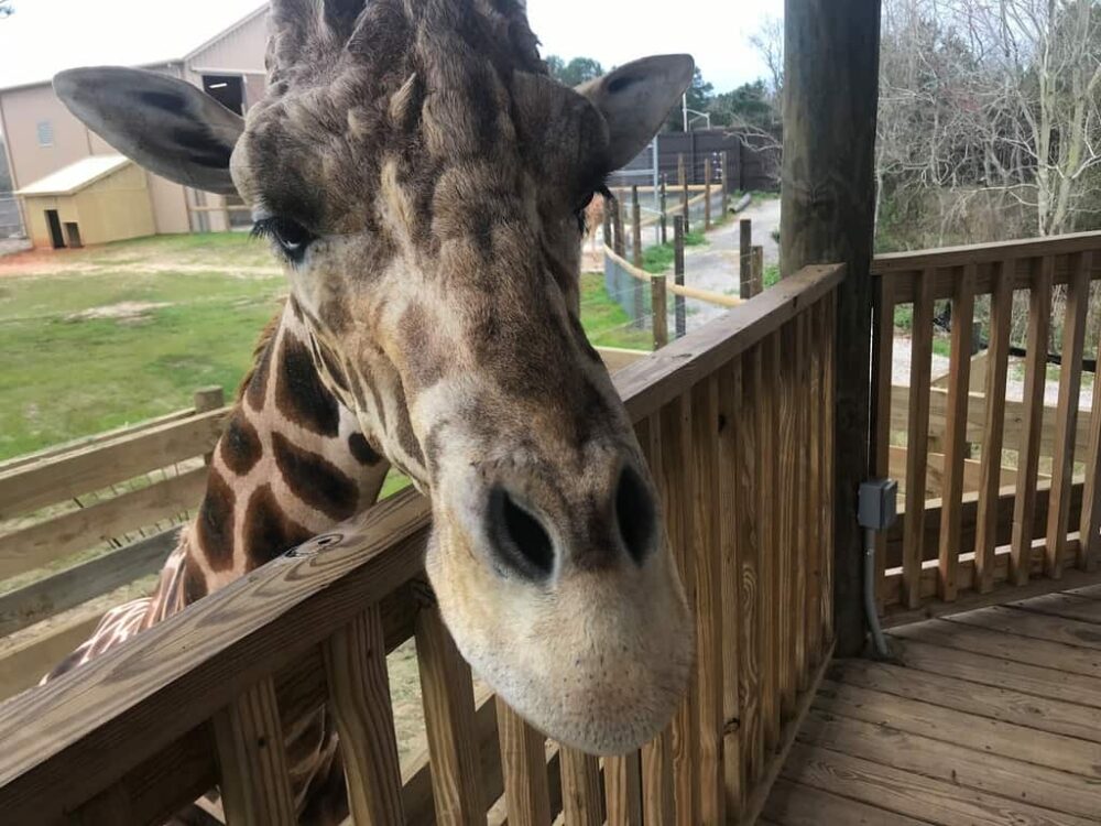 A giraffe checking out visitors on viewing platform of the gulf shores zoo in alabama.