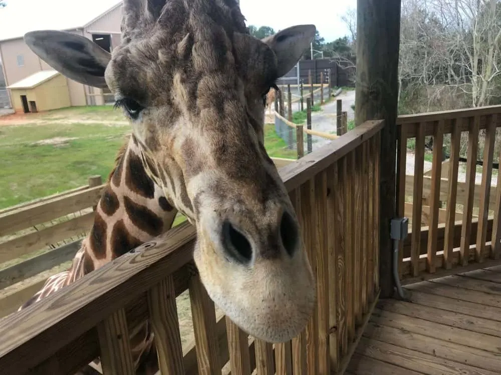 a giraffe checking out visitors on viewing platform of the gulf shores zoo in alabama.