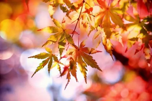 Fall Camping: The Only Packing List You'll Ever Need autumn maple leaves