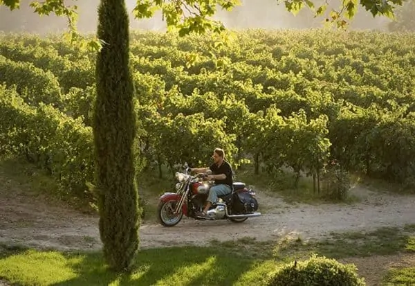 a good year is all about vineyards and vines and southern france.
