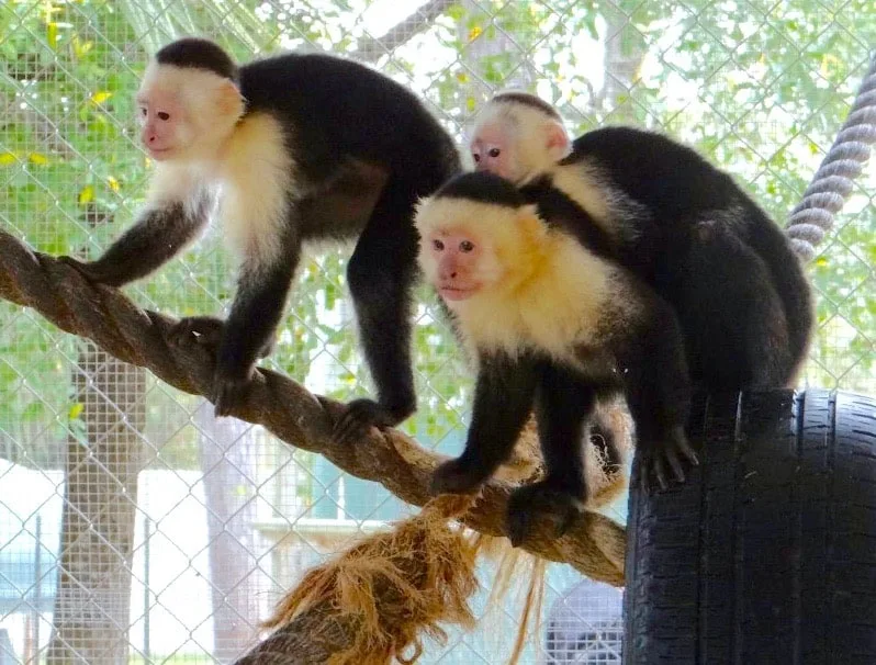 Take Your Kids To Gulf Shores, Al gszoomonkeys