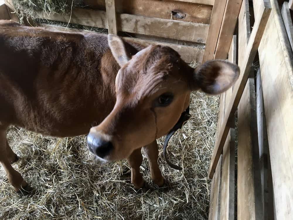 At the farmers' museum a young calf looks curiously at the people looking at him.
