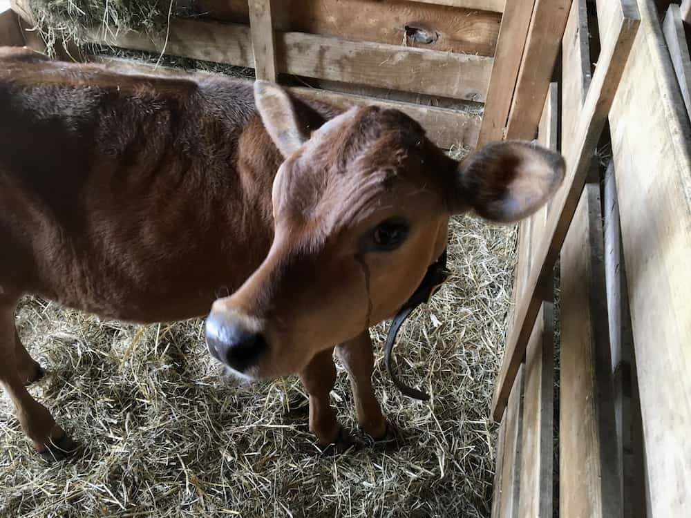 at the farmers' museum a young calf looks curiously at the people looking at him.