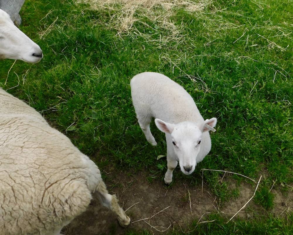 A baby lamb looks at visitors to the farmer's museum in cooperstown