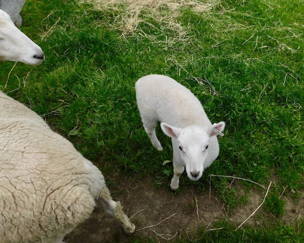 a baby lamb looks at visitors to the farmer's museum in cooperstown