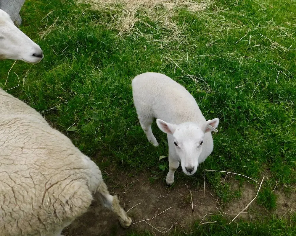Cooperstown, Ny: Way More Than Baseball For A Family Getaway A baby lamb looks at visitors to the farmer's museum in cooperstown