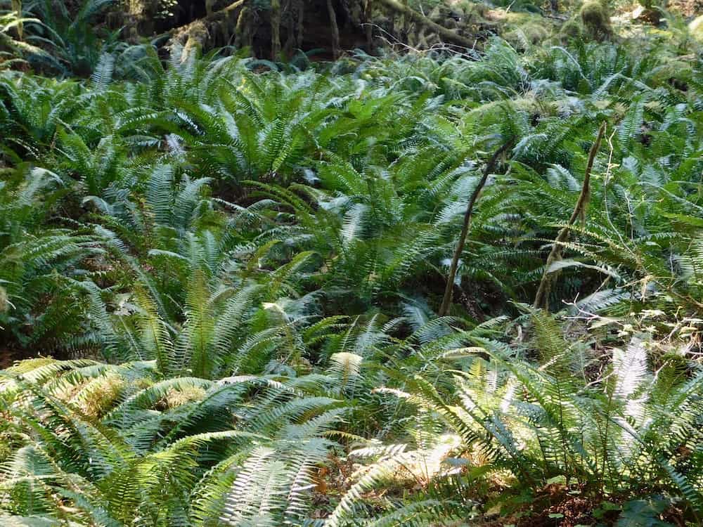 a field or large green ferns in the hoh rain forest