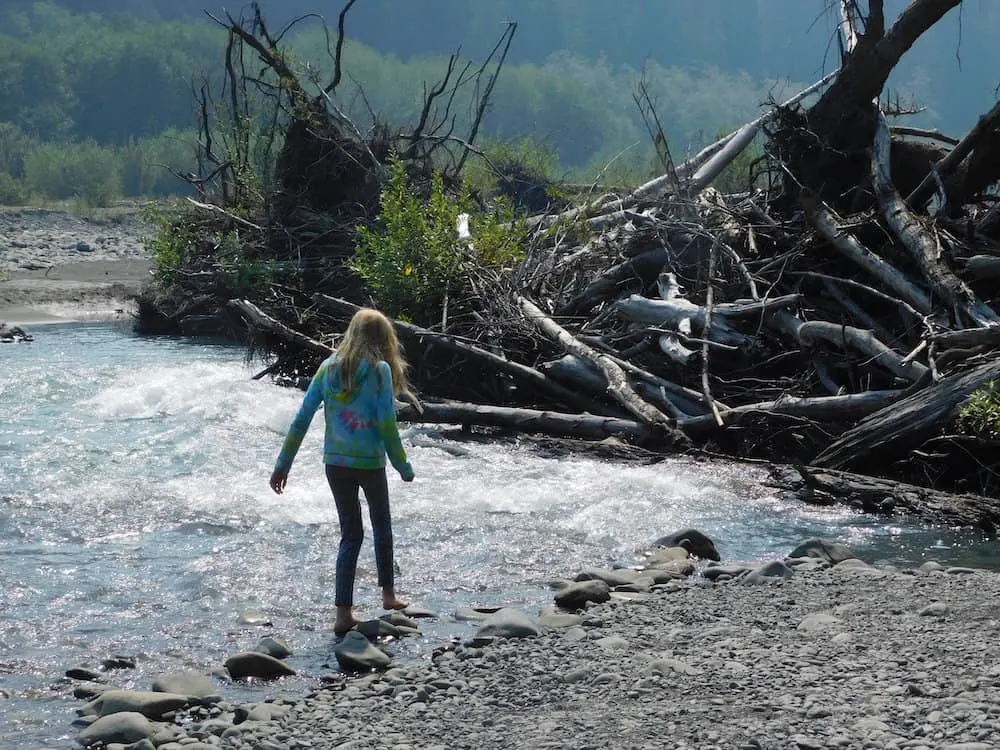 a girl wades in a shallow river toward a large beaver dam in the hoh rain forest area of olympic national park