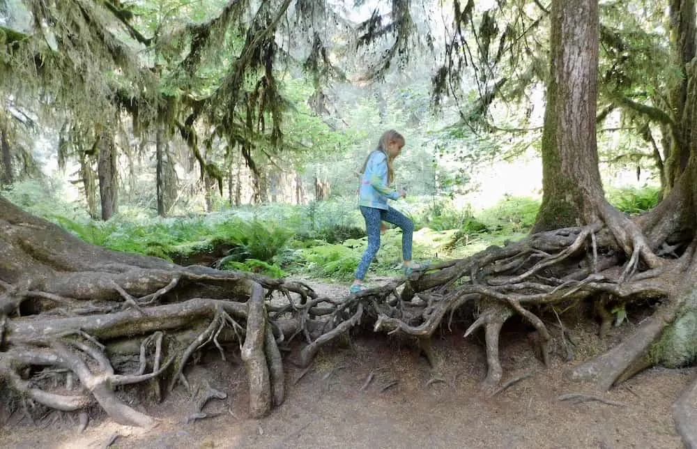 a girl climbs over a giant web of roots in olympic national park,