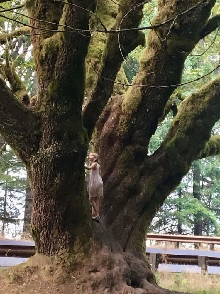 a girl gets ready to climb a fat, gnarled tree on the marymere falls hiking trail.