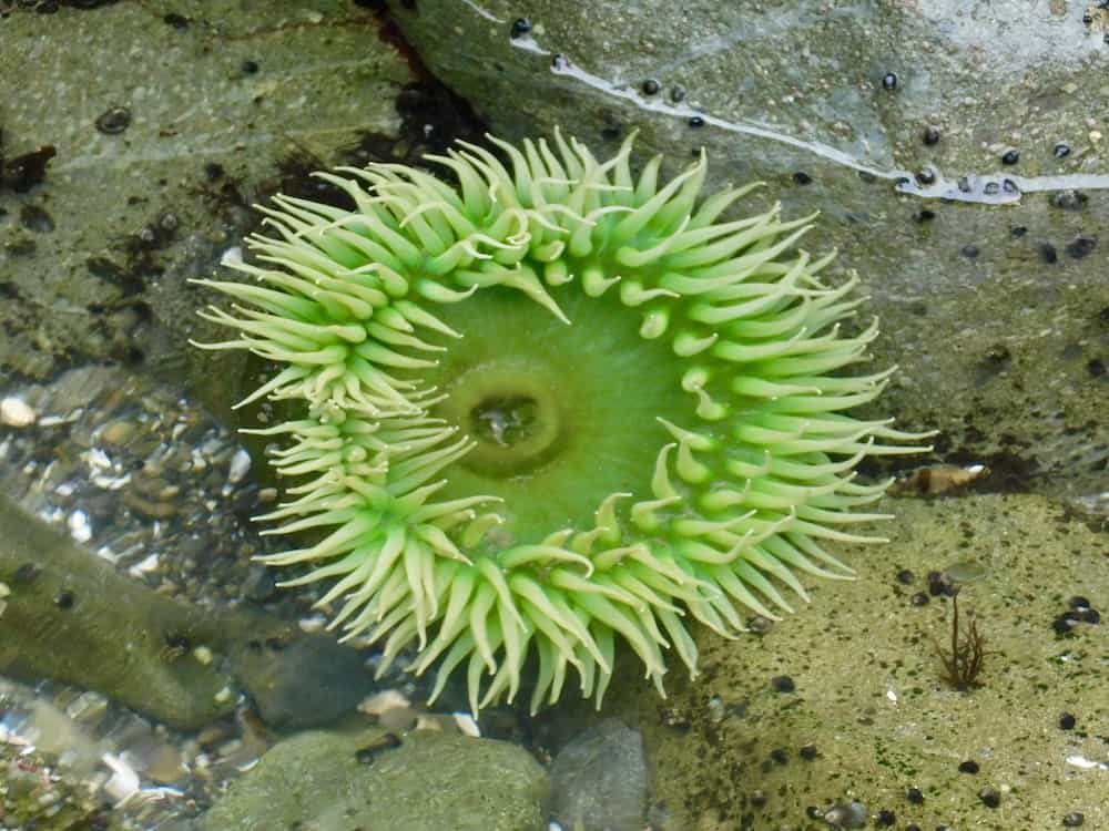 A large green anemone opens up in the water of a tide pool on second beach in olympic national park.