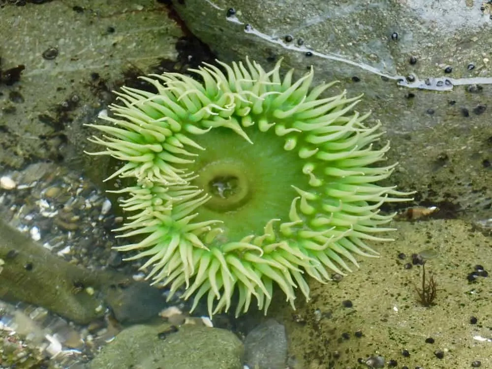 a large green anemone opens up in the water of a tide pool on second beach in olympic national park.