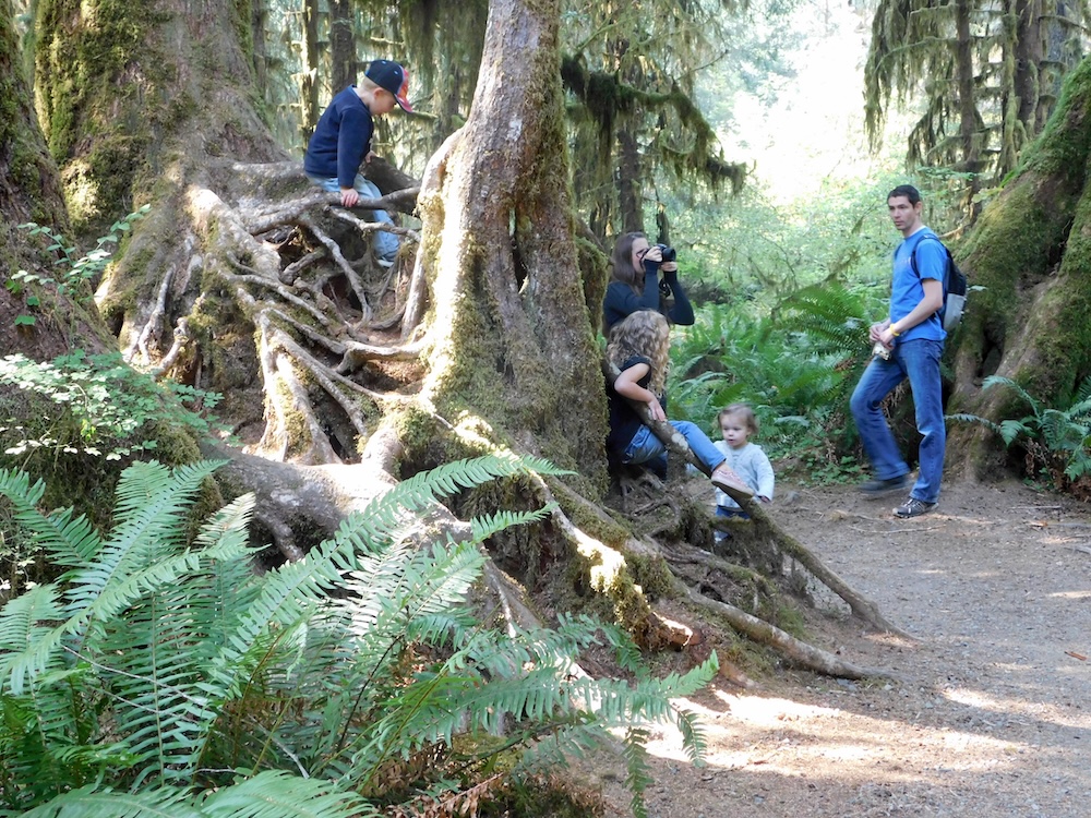 Olympic root climbing