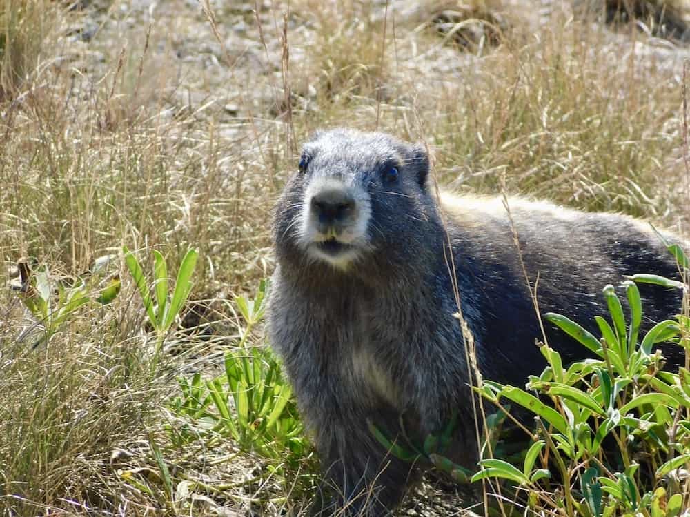 a marmot checks out the tourists in olympic national park.