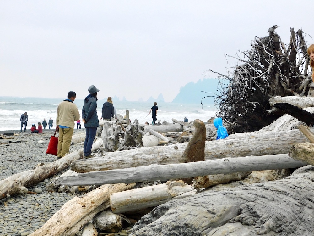 Kids love climbing around on the giant drift wood piled on olympic national park's second beach.