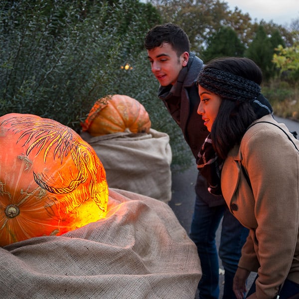 a young couple admires large pumpkins with elaborate scenes carved on them during the night of 1,000 pumpkins at the chicago botanic garden