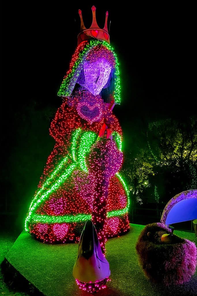 The queen of hearts in topiary and lights at the atlantic botanic garden at christmas time.
