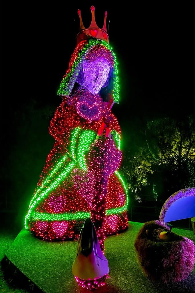 the queen of hearts in topiary and lights at the atlantic botanic garden at christmas time.