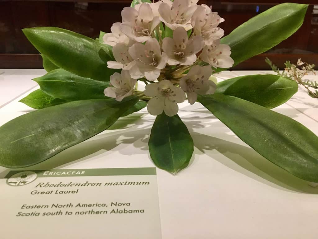 Realistic and scientifically accurate glass flowers at harvard's natural hstory museum.
