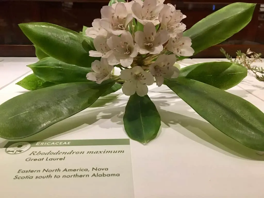 realistic and scientifically accurate glass flowers at harvard's natural hstory museum.