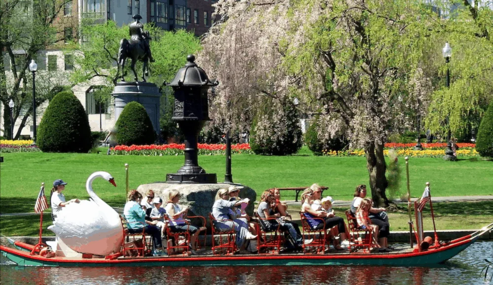 a swan boat glides through boston public gardens full of springtime tree blossoms and greenery.