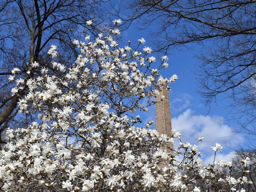 White saucer magnolia blossoms near the obelisk in central park. The is always full of spring flowers.
