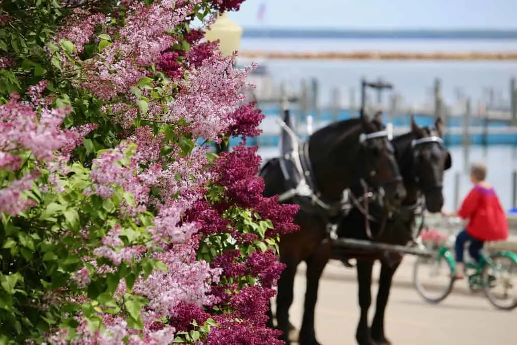 horse and carriage rides are one of the best ways to the purple lilacs on mackinac island in the spring. here a team of horses waits by a lilac tree.