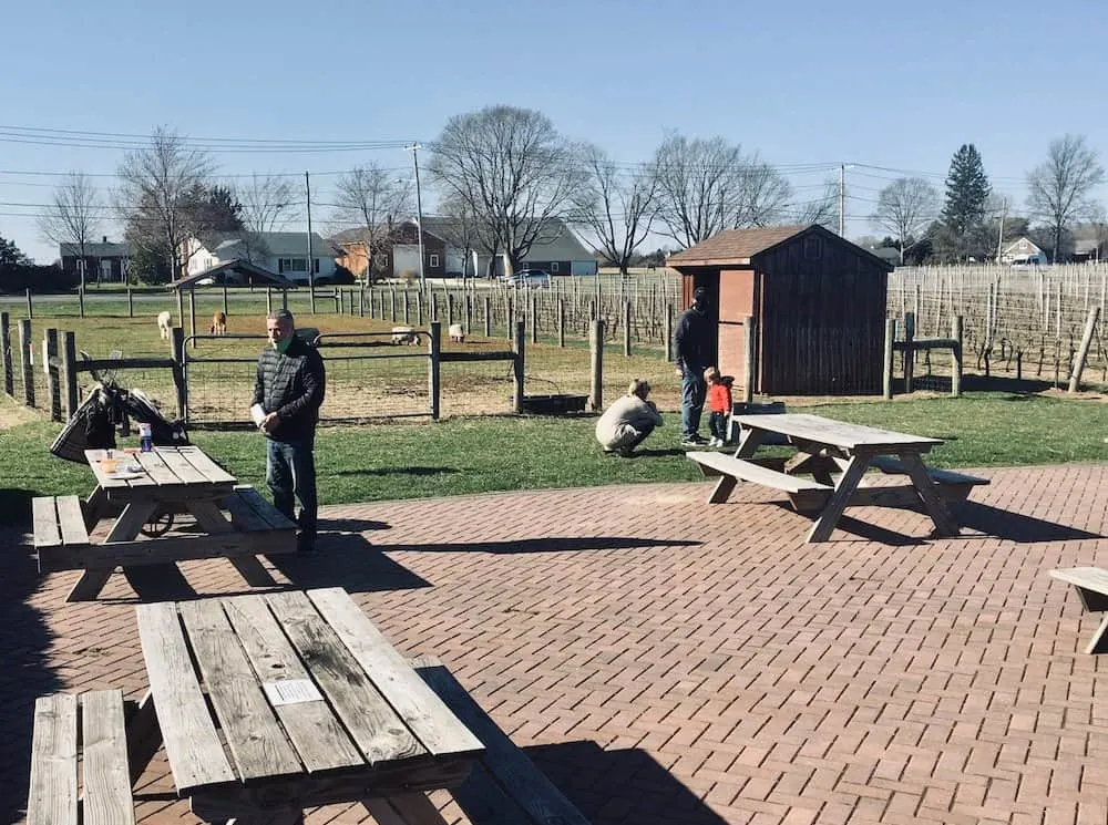picnic tables, farm animals and grape vines set the scene for visitors to jason's vineyard on long island's north fork.