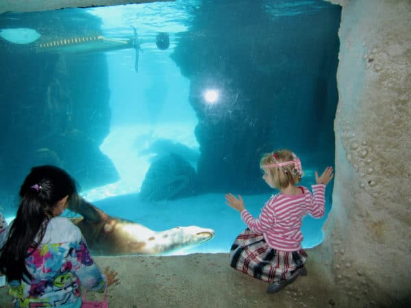 Two girls get up close with sea lions at the long island aquarium