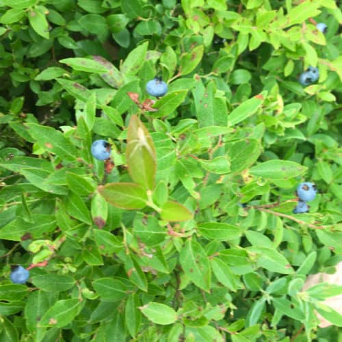 Acadia berry bush