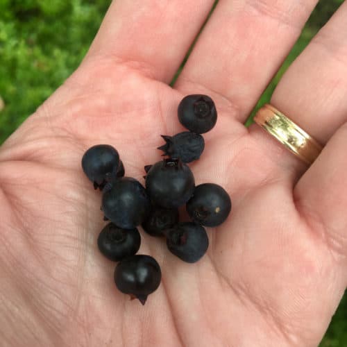 Acadia blueberries