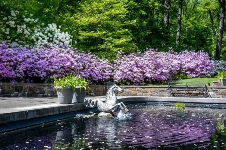 the springtime lavender around the fountain pool at winterthure gardens in the brandywine valley.
