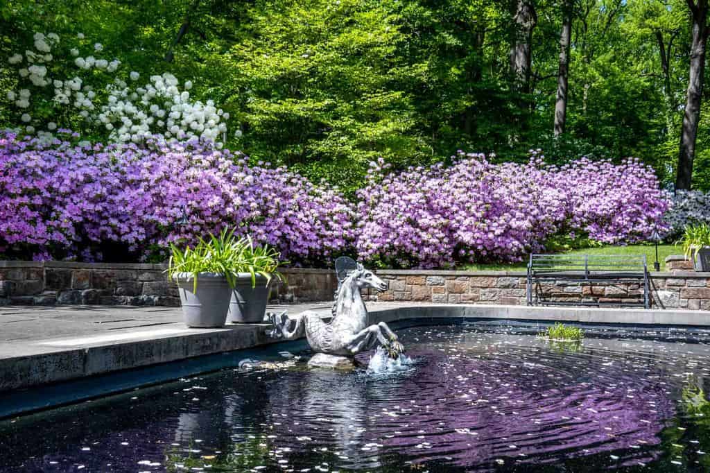 The springtime lavender around the fountain pool at winterthure gardens in the brandywine valley.