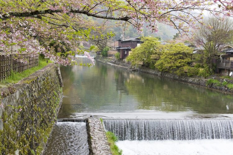 Kyoto sakura