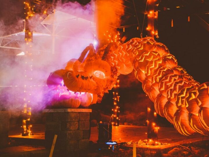 Pumpkins are carved and stacked to resembe an unduatig and fiery dragon on pumpkin nights in texas.