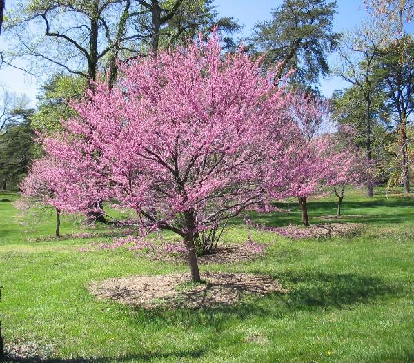 An eastern redbud tree wth its fluffy pink springtime blossoms. Look for them all over western maryland.