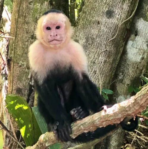 a white-faced monkey sits on a rail in manuel antonio national park on the costa rica coast.