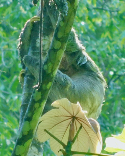 A sloth hides behind a tree in the forst in manuel antonio national park.